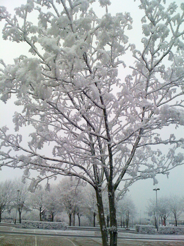 Christmas Frosty Tree