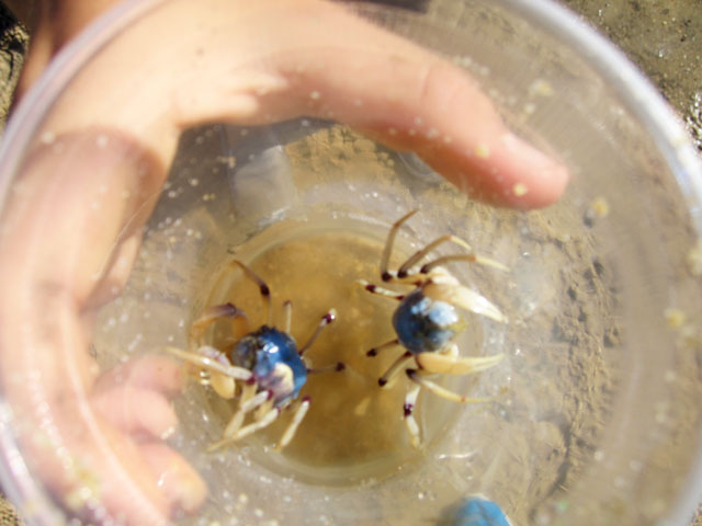 Little Blue Crabs